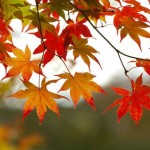 fall-leaves-tree