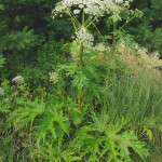 A short Homeopathic Proving for Heracleum mantegazzianum