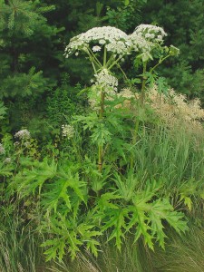 hogweed